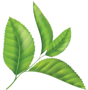 leaf removebg preview