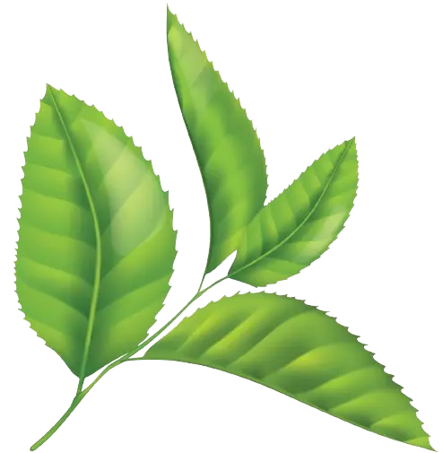 leaf removebg preview